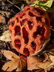 Clathrus ruber