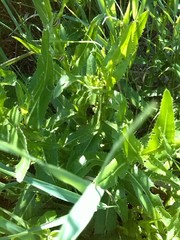 Cirsium rivulare