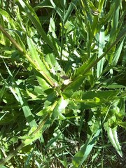 Cirsium rivulare