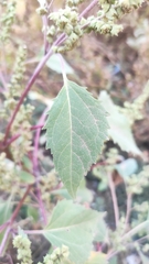 Cyclachaena xanthiifolia