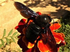 Xylocopa violacea