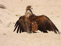 Aquila rapax
