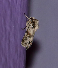 Lacinipolia implicata