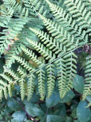 Dryopteris dilatata