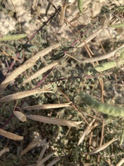 Desmanthus velutinus