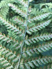 Dryopteris dilatata
