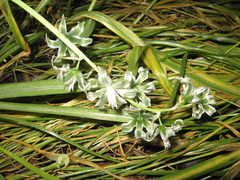 Ornithogalum boucheanum
