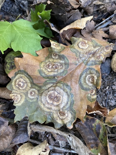 Gray Mold Spot