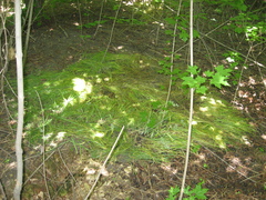 Ornithogalum boucheanum