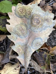 Cristulariella depraedans
