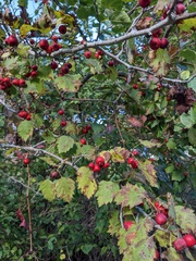 Crataegus marshallii