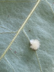 Druon quercuslanigerum