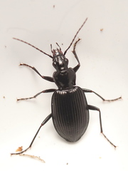 Limodromus assimilis