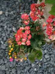 Kalanchoe