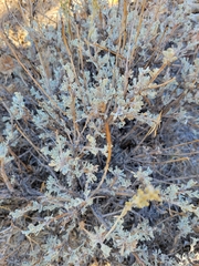 Artemisia tridentata