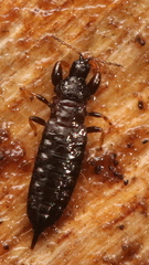Thysanoptera
