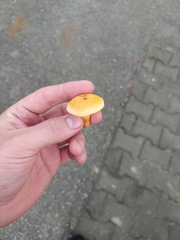 Cantharellus cibarius