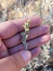 Artemisia tridentata