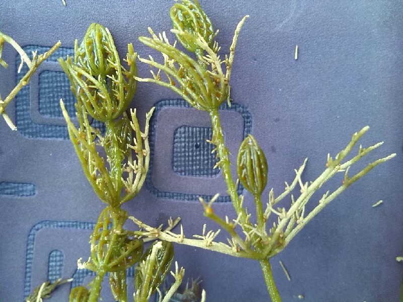Chara hispida