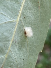 Druon quercuslanigerum