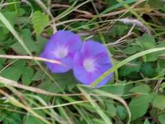 Ipomoea