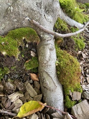 Dicranum montanum