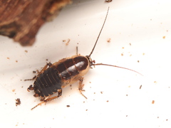 Ectobius sylvestris