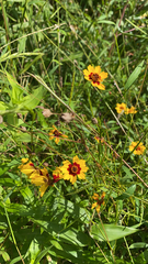 Coreopsis tinctoria
