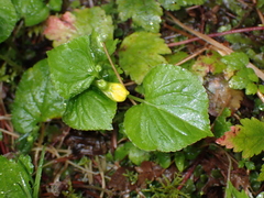 Viola glabella