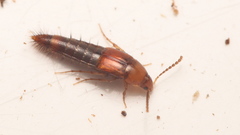 Ischnosoma longicorne