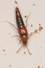 Ischnosoma longicorne