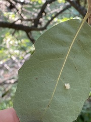 Druon quercuslanigerum