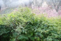 Anadenanthera colubrina