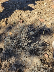 Artemisia tridentata