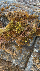 Tortula muralis