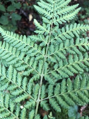 Dryopteris dilatata