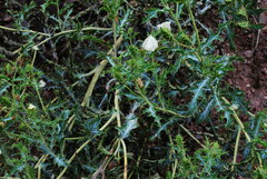 Argemone subfusiformis