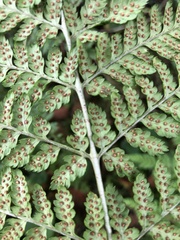 Dryopteris dilatata