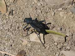 Somaticus aeneus