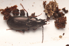 Pterostichus oblongopunctatus