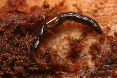 Nudobius lentus
