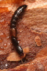 Nudobius lentus