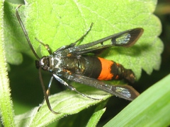 Synanthedon stomoxiformis