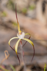 Caladenia denticulata