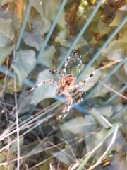 Araneus diadematus