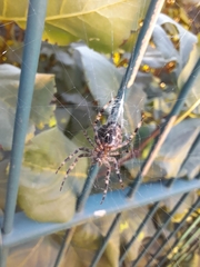 Araneus diadematus