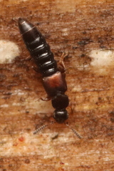 Phloeopora