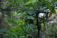 Anadenanthera colubrina