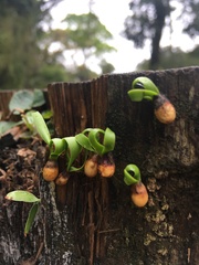 Loranthaceae