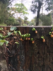 Loranthaceae